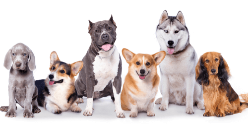 Hunde-OP-Versicherung